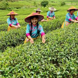Turistas que portan trajes tradicionales locales recolectan hojas de té durante un evento cultural en un jardín de té, en el poblado de Xingcun, en Wuyishan, en la provincia de Fujian, en el sureste de China. | Foto:Xinhua/Chen Ying