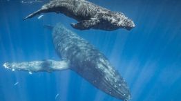 La comunicación de las ballenas