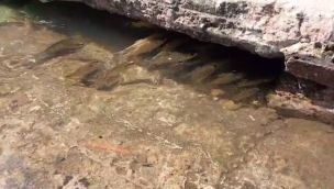 1604_peces