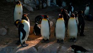 Caso Pingüinos de Punta Tombo 