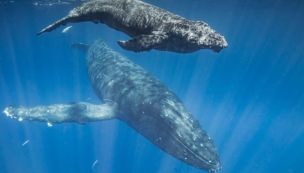 La comunicación de las ballenas