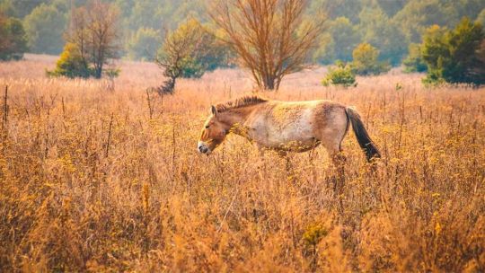 A 40 años de Chernobyl: cómo el caballo de Przewalski encontró un refugio inesperado en la zona radiactiva