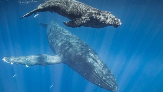 Un estudio reveló que las ballenas se comunican con reglas similares al lenguaje humano