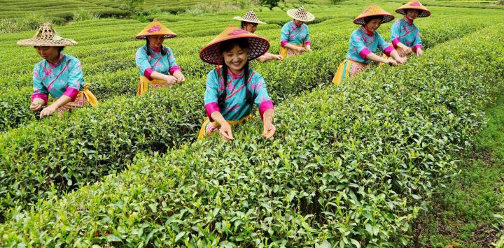 Turistas que portan trajes tradicionales locales recolectan hojas de té durante un evento cultural en un jardín de té, en el poblado de Xingcun, en Wuyishan, en la provincia de Fujian, en el sureste de China.
