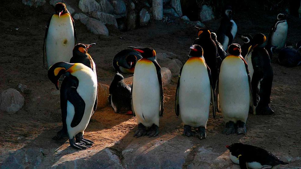 Caso Pingüinos de Punta Tombo 