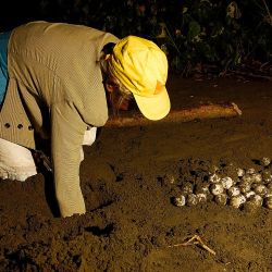 Luminiscencia y el arribo de tortugas, dos de las actividades nocturnas que se pueden hacer en Panamá.