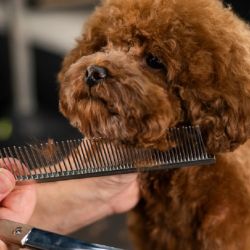 El cepillado regular también contribuye a su estado de salud