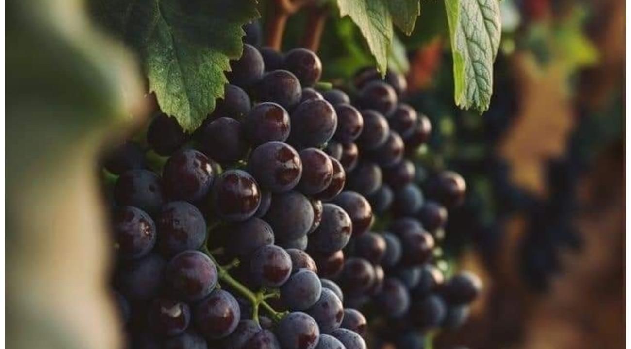 El vino que todos toman… pero casi nadie entiende