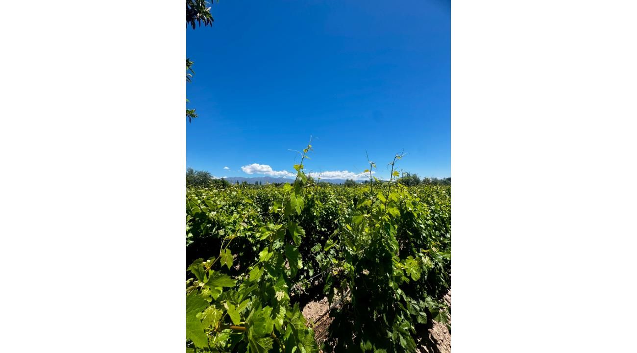 El vino que todos toman… pero casi nadie entiende