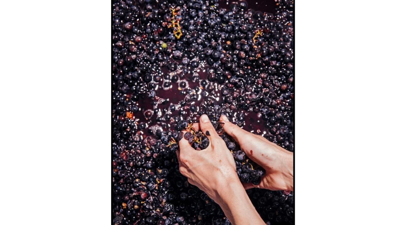 El vino que todos toman… pero casi nadie entiende