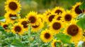 Girasol