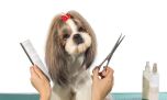 ¿Por qué el corte de pelo de nuestras mascotas es clave para detectar problemas en su salud?