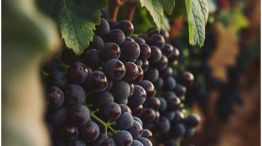 El vino que todos toman… pero casi nadie entiende