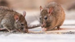 Hantavirus: advierten por la falta de investigaciones.