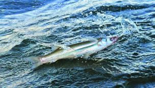 1704_pesca