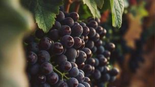 El vino que todos toman… pero casi nadie entiende