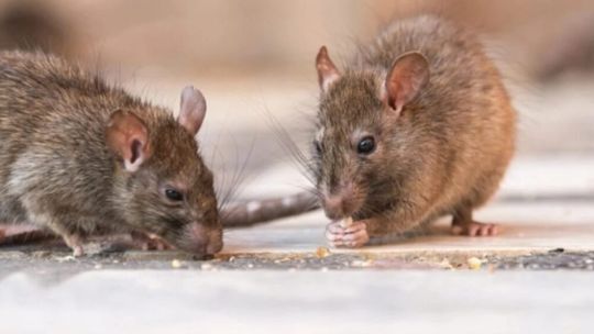 Hantavirus: advierten por la falta de investigaciones