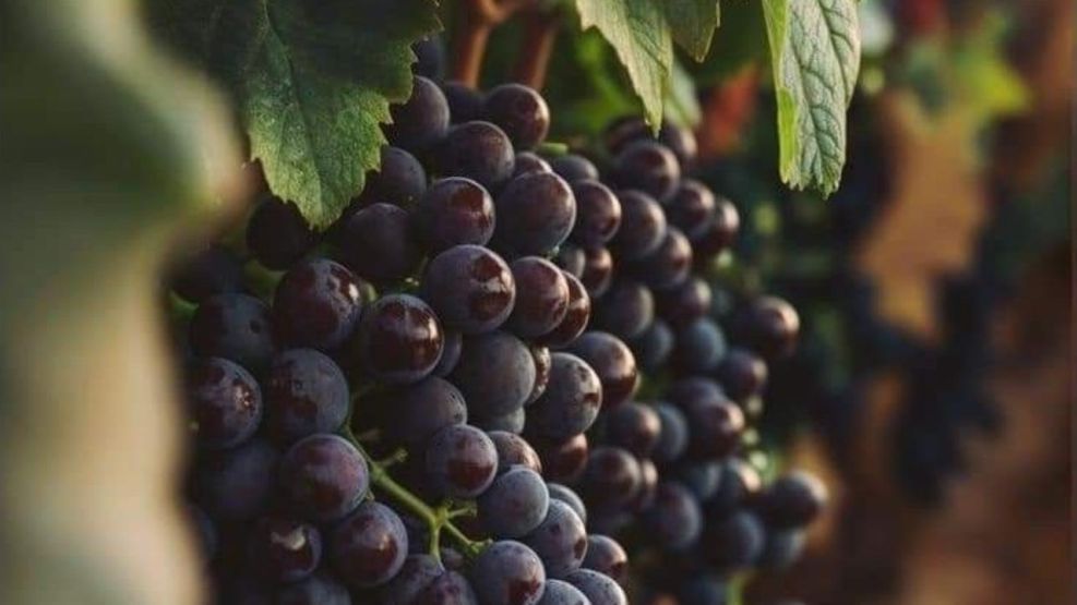 El vino que todos toman… pero casi nadie entiende