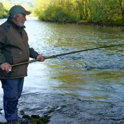 Los primeros salmones en ser sacados a tierra de cada uno de los ríos asturianos, que se celebraba haciendo repicar las campanas de las iglesias de las localidades ribereñas -de ahí que se le denomine campanos-, son los únicos que se pueden comercializar, ya que la normativa vigente prohíbe su venta.