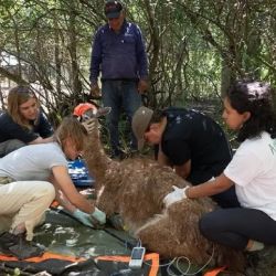 Cada guanaco que vuelve a correr por el monte chaqueño representa un paso adelante en la lucha contra la crisis de biodiversidad.