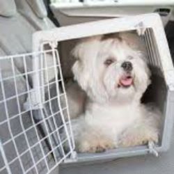 La Ley de Bienestar Animal establece pautas estrictas para quienes se desplazan con sus mascotas
