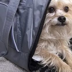 La nueva ley castiga con dureza a quienes trasladen mascotas sin el aire o la ventilación adecuada