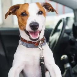 La responsabilidad recae íntegramente en el dueño de la mascota.