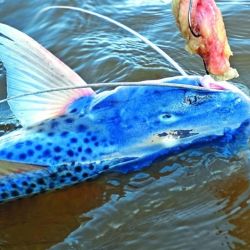La pesca del patí gigante puede realizarse todo el año si contamos con la carnada adecuada y ubicamos pozones de más de 10 m de profundidad. 