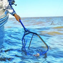 La pesca del patí gigante puede realizarse todo el año si contamos con la carnada adecuada y ubicamos pozones de más de 10 m de profundidad. 