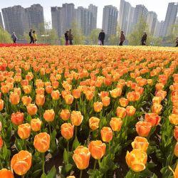 Imagen de turistas disfrutando de las flores, en el poblado de Liujiaxia del distrito de Yongjing, en la prefectura autónoma de la etnia hui de Linxia de la provincia de Gansu, en el noroeste de China. | Foto:Xinhua/Shi Youdong