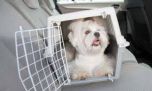 Prohiben trasladar a las mascotas en autos sin ventilación adecuada