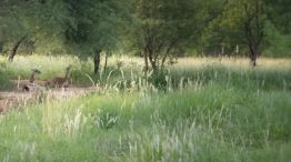 2004_guanaco