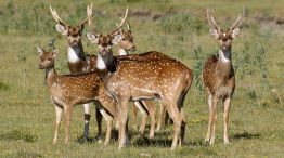 ciervo axis corrientes