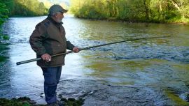Los primeros salmones en ser sacados a tierra de cada uno de los ríos asturianos, que se celebraba haciendo repicar las campanas de las iglesias de las localidades ribereñas -de ahí que se le denomine campanos-, son los únicos que se pueden comercializar, ya que la normativa vigente prohíbe su venta.