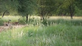 El guanaco forma parte del proceso de restauración de la especie y genera una población viable a largo plazo