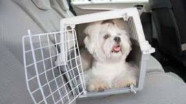Prohiben trasladar a las mascotas en autos sin ventilación adecuada