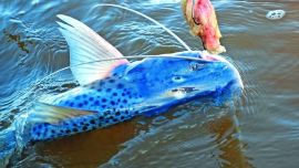 La pesca del patí gigante puede realizarse todo el año si contamos con la carnada adecuada y ubicamos pozones de más de 10 m de profundidad.