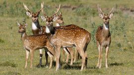 Carne de ciervo axis y chancho salvaje: Corrientes proyecta un frigorífico para industrializar fauna exótica