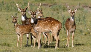 ciervo axis corrientes