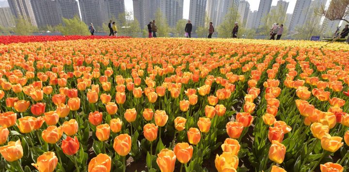 Imagen de turistas disfrutando de las flores, en el poblado de Liujiaxia del distrito de Yongjing, en la prefectura autónoma de la etnia hui de Linxia de la provincia de Gansu, en el noroeste de China.