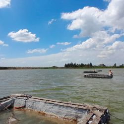 Más allá de la acuicultura, el proyecto abre una puerta muy interesante: la creación de nuevos pesqueros alternativos, especialmente en zonas donde los ambientes naturales son escasos o están muy presionados.