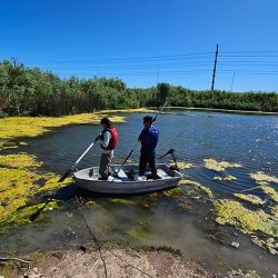 Más allá de la acuicultura, el proyecto abre una puerta muy interesante: la creación de nuevos pesqueros alternativos, especialmente en zonas donde los ambientes naturales son escasos o están muy presionados.
