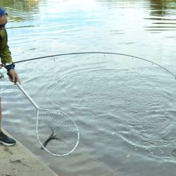 En La Tigra, la pesca fue muy interesante, con un top ten que tuvo a piezas mayores a los 281 g, siendo la ganadora, una captura de 508 g, un pejerrey pescado por Lautaro Azurmendi. Por Azul, las carpas protagonistas. 