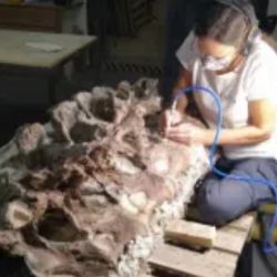 La especie fue hallada en el noroeste de Chubut y corresponde a un saurópodo herbívoro de gran tamaño