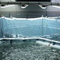 El éxito alcanzado representa un verdadero “salto de escala” tecnológico. Gracias a este nuevo enfoque, se logró producir juveniles de altísima calidad, destinados tanto a la formación de planteles reproductores como a futuras pruebas de engorde.