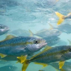 El éxito alcanzado representa un verdadero “salto de escala” tecnológico. Gracias a este nuevo enfoque, se logró producir juveniles de altísima calidad, destinados tanto a la formación de planteles reproductores como a futuras pruebas de engorde.