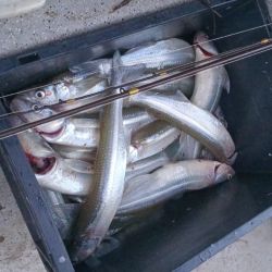 La pesca se afirmó en las últimas semanas, con un pejerrey que ronda entre los 35 y 45 cm, en una actividad que se logra a flote, con aparejos tradicionales de tres boyas, o la famosa línea versátil, un aparejo muy utilizado en las lagunas del oeste bonaerense. 