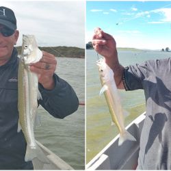 La pesca se afirmó en las últimas semanas, con un pejerrey que ronda entre los 35 y 45 cm, en una actividad que se logra a flote, con aparejos tradicionales de tres boyas, o la famosa línea versátil, un aparejo muy utilizado en las lagunas del oeste bonaerense. 
