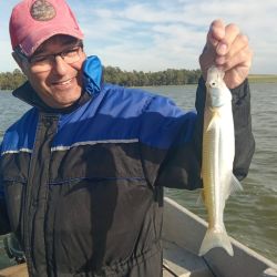 La pesca se afirmó en las últimas semanas, con un pejerrey que ronda entre los 35 y 45 cm, en una actividad que se logra a flote, con aparejos tradicionales de tres boyas, o la famosa línea versátil, un aparejo muy utilizado en las lagunas del oeste bonaerense. 