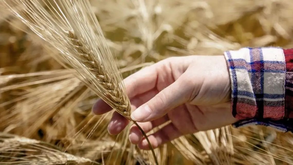 Trigo: precios suben por menor producción global y demanda activa